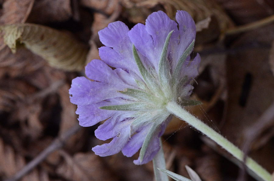 Lomelosia graminifolia / Vedovina strisciante